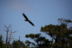 Alaska_- In flight