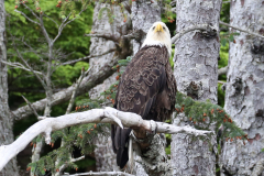 Alaska_- Bald Eagle