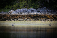 Alaska_- Low Tide