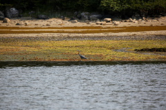 Alaska_- Grey heron