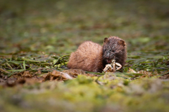 Alaska_- Mink with crab