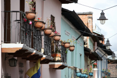 Quito-Geraniums